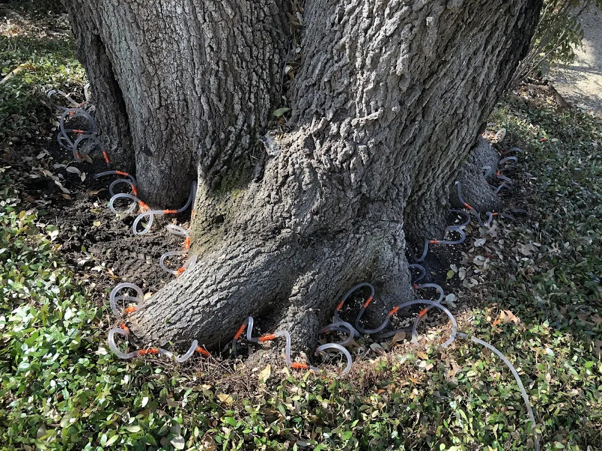 Detailed Tree Cabling and Bracing job site in Deerfield