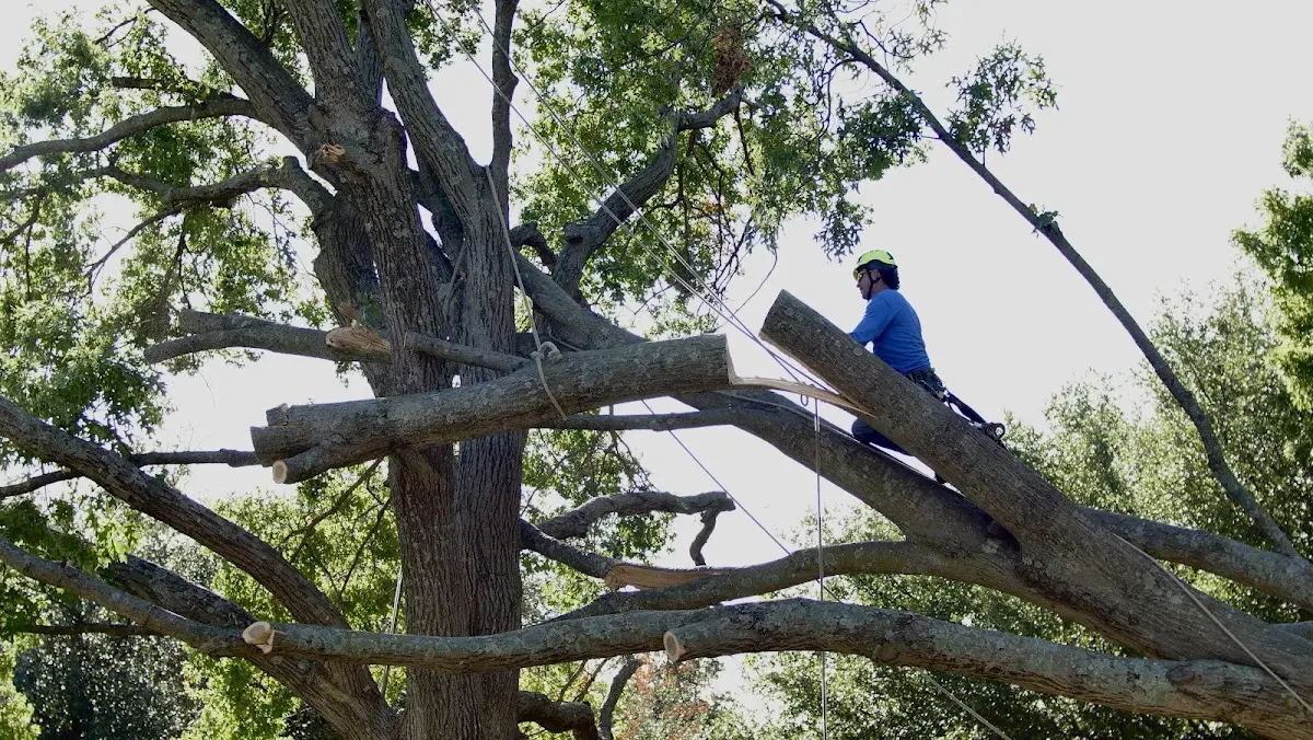 Professional Crown Thinning performed by certified arborists in Deerfield