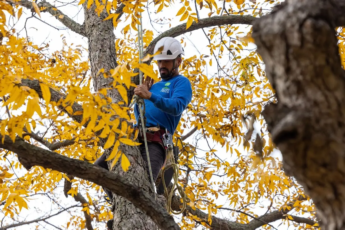 Skilled Tree Pruning crew working in Deerfield