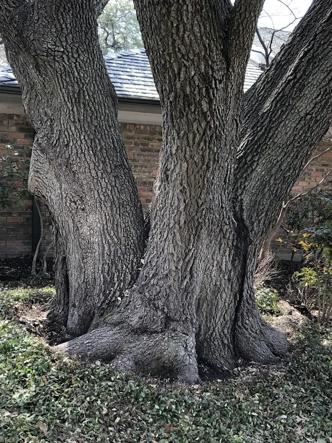 Mature heritage tree close to a Deerfield property cared for by certified arborists